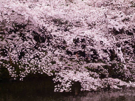 170409_mishima008.jpg